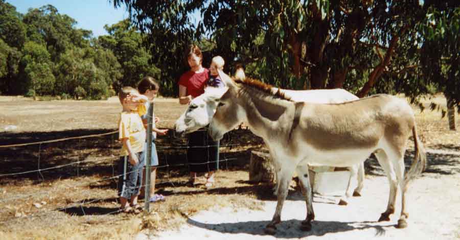 Donkey Horse and People